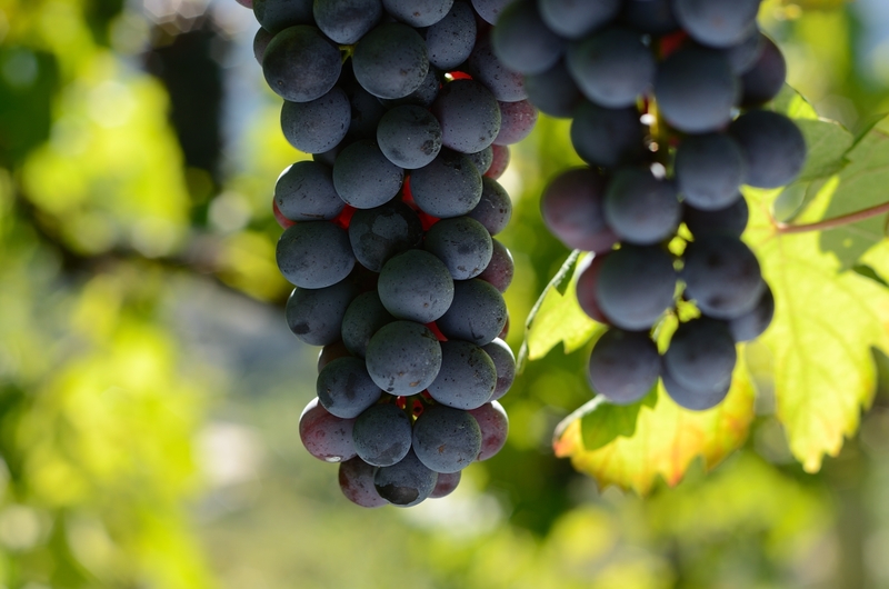 Nebbiolo Dos Salat Wine