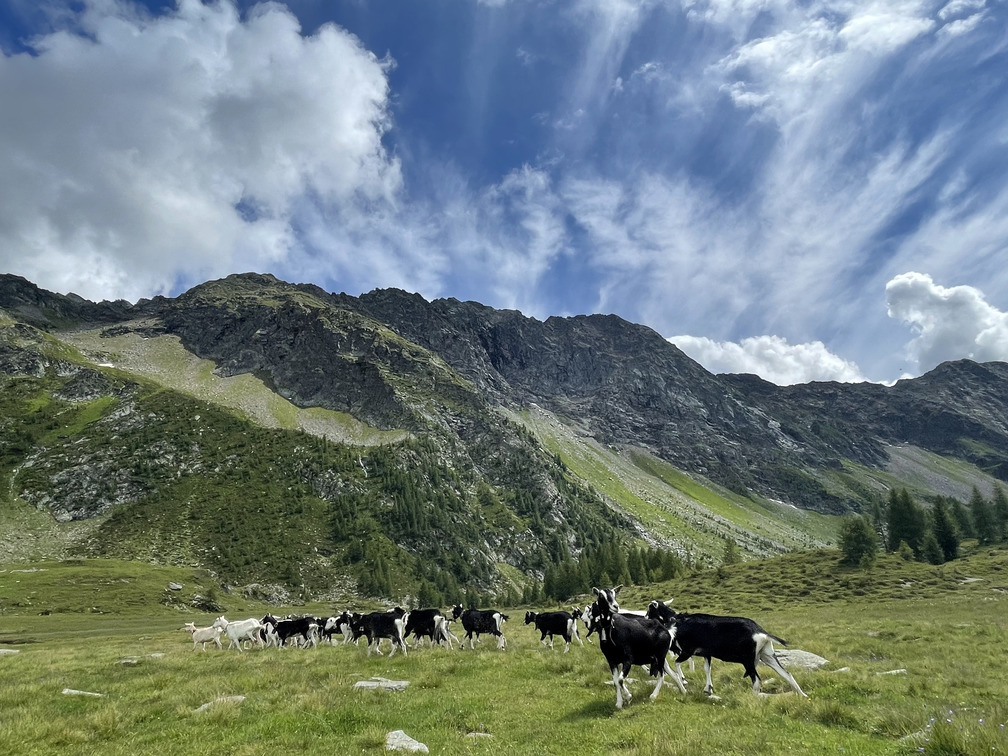 Panorama dell'Alpe Acquanera